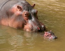 Ippopotamo