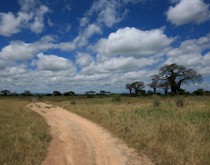 madagascar baobab